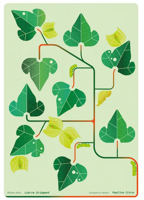 plant lierre and butterfly